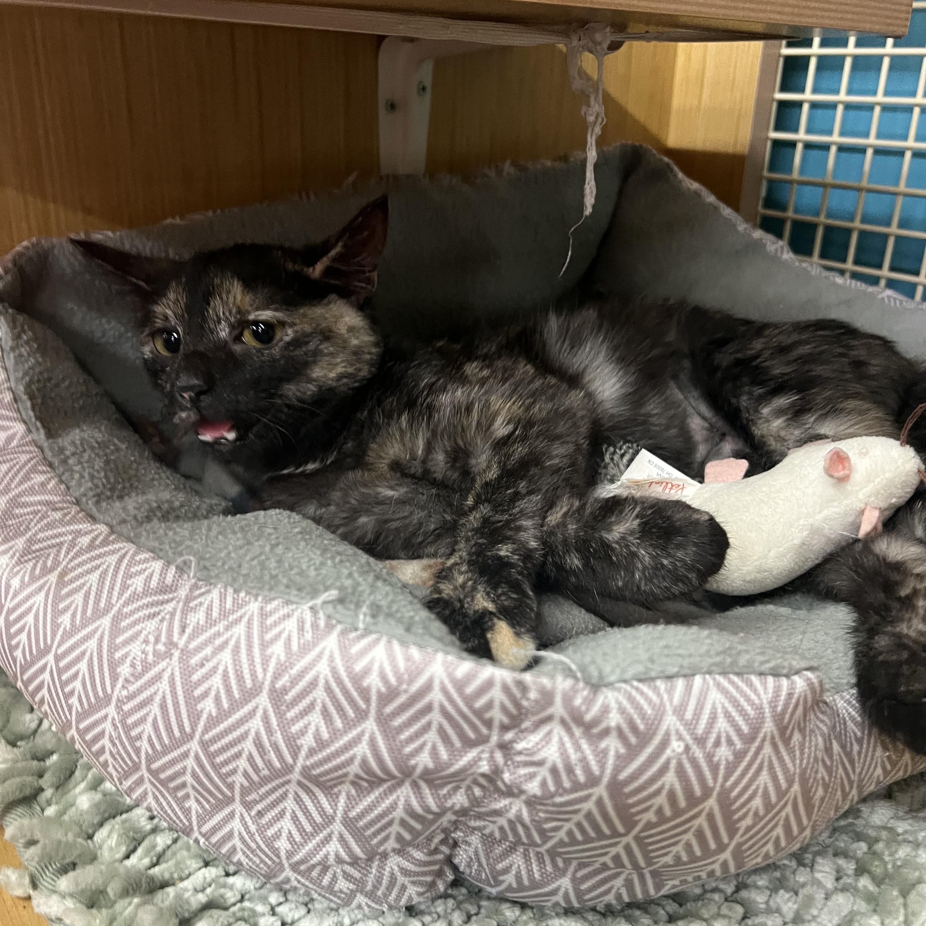Mary, a ADOPTABLE Domestic Short Hair in Manhattan, KS image 2/2