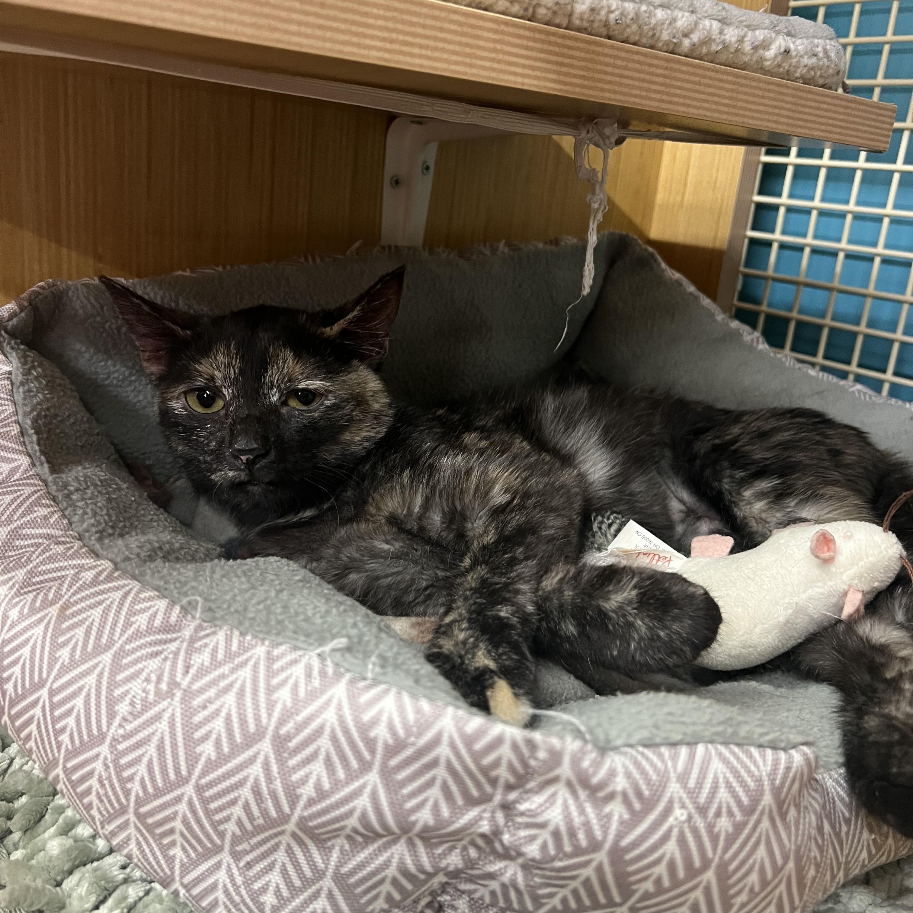 Mary, ADOPTABLE, Young Female Domestic Short Hair.