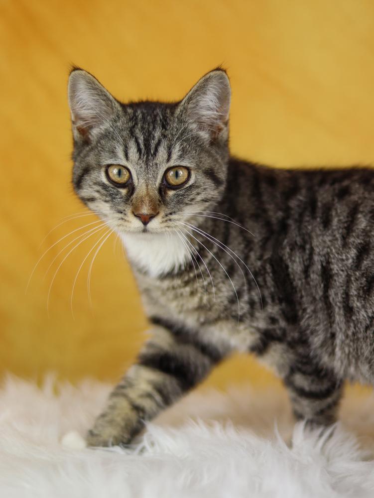 Jericho, Adoptable, Kitten Male Domestic Short Hair.