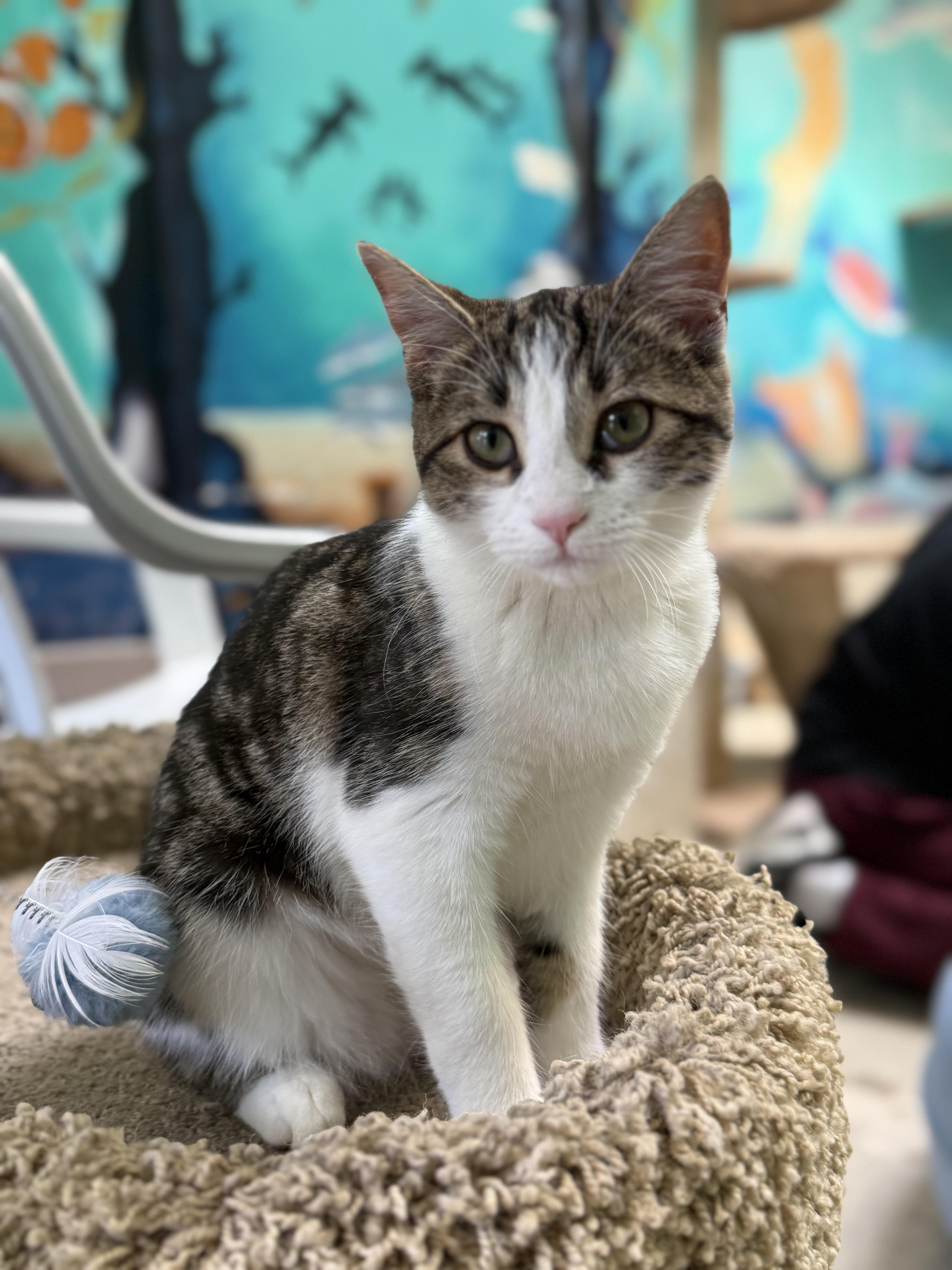 Catticus Finch, ADOPTABLE, Young Female Calico.