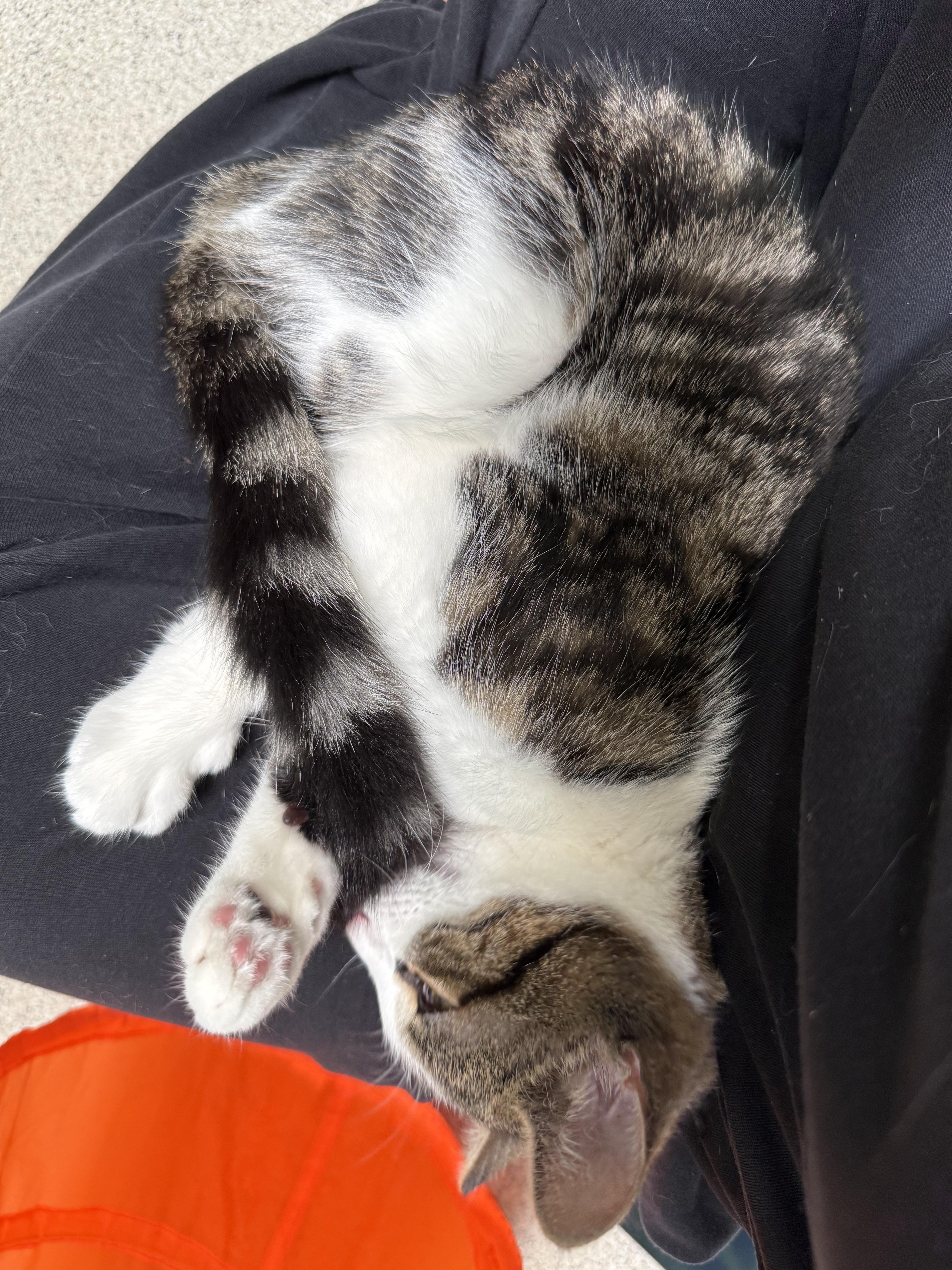 Enlarge Catticus Finch, an adopted Calico in Newport Beach, CA image 5/6