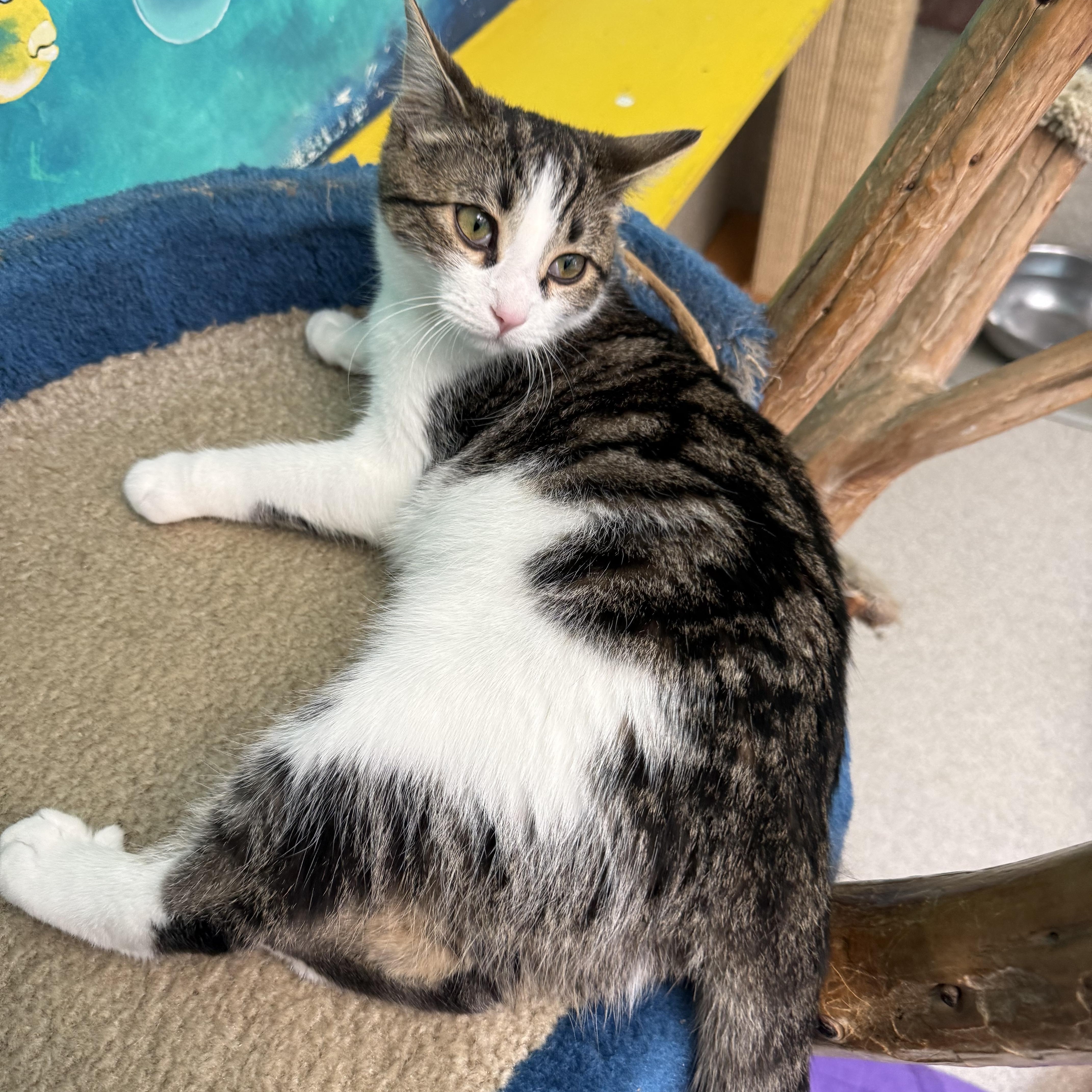 Catticus Finch, a ADOPTABLE Calico in Newport Beach, CA image 3/6