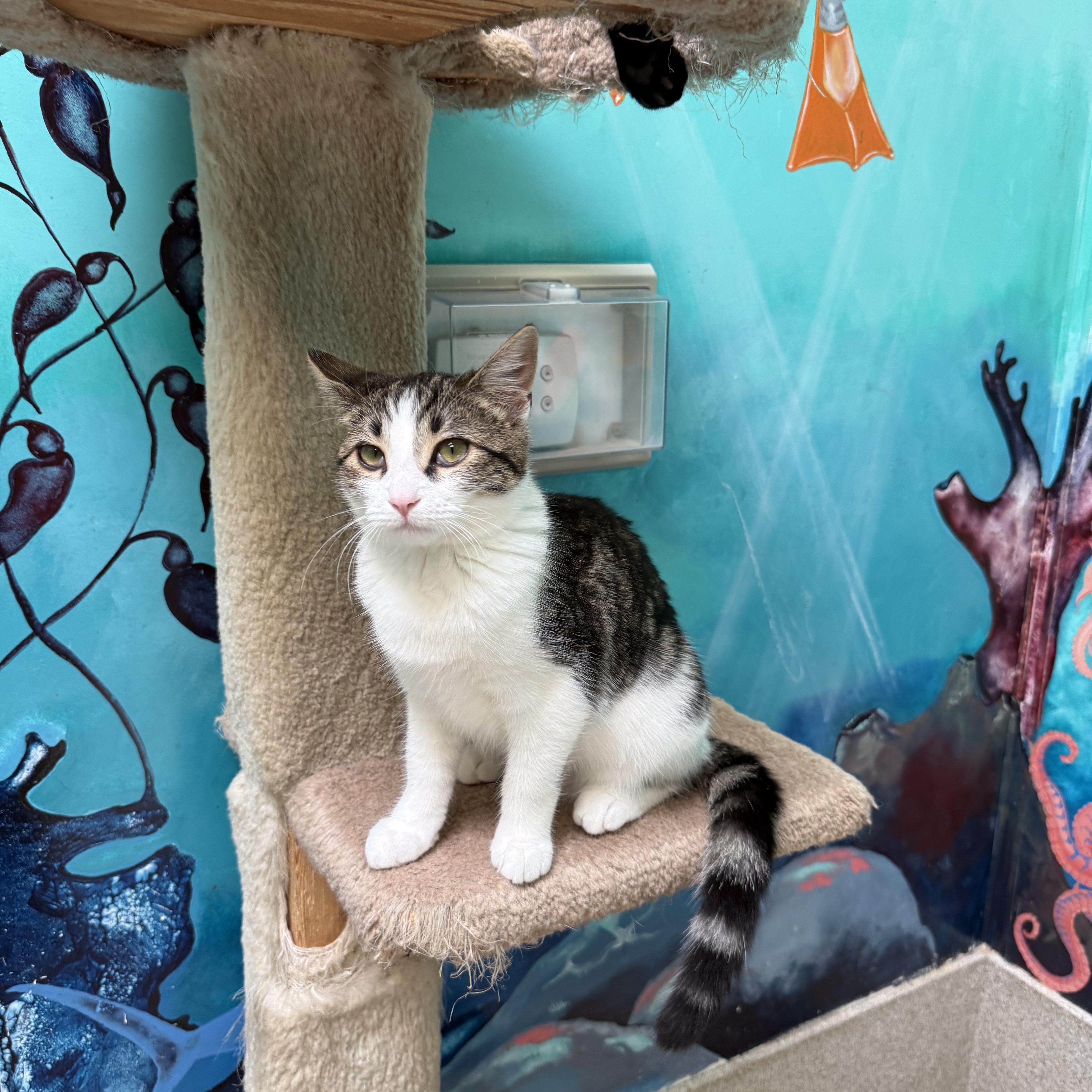 Catticus Finch, a ADOPTABLE Calico in Newport Beach, CA image 6/6