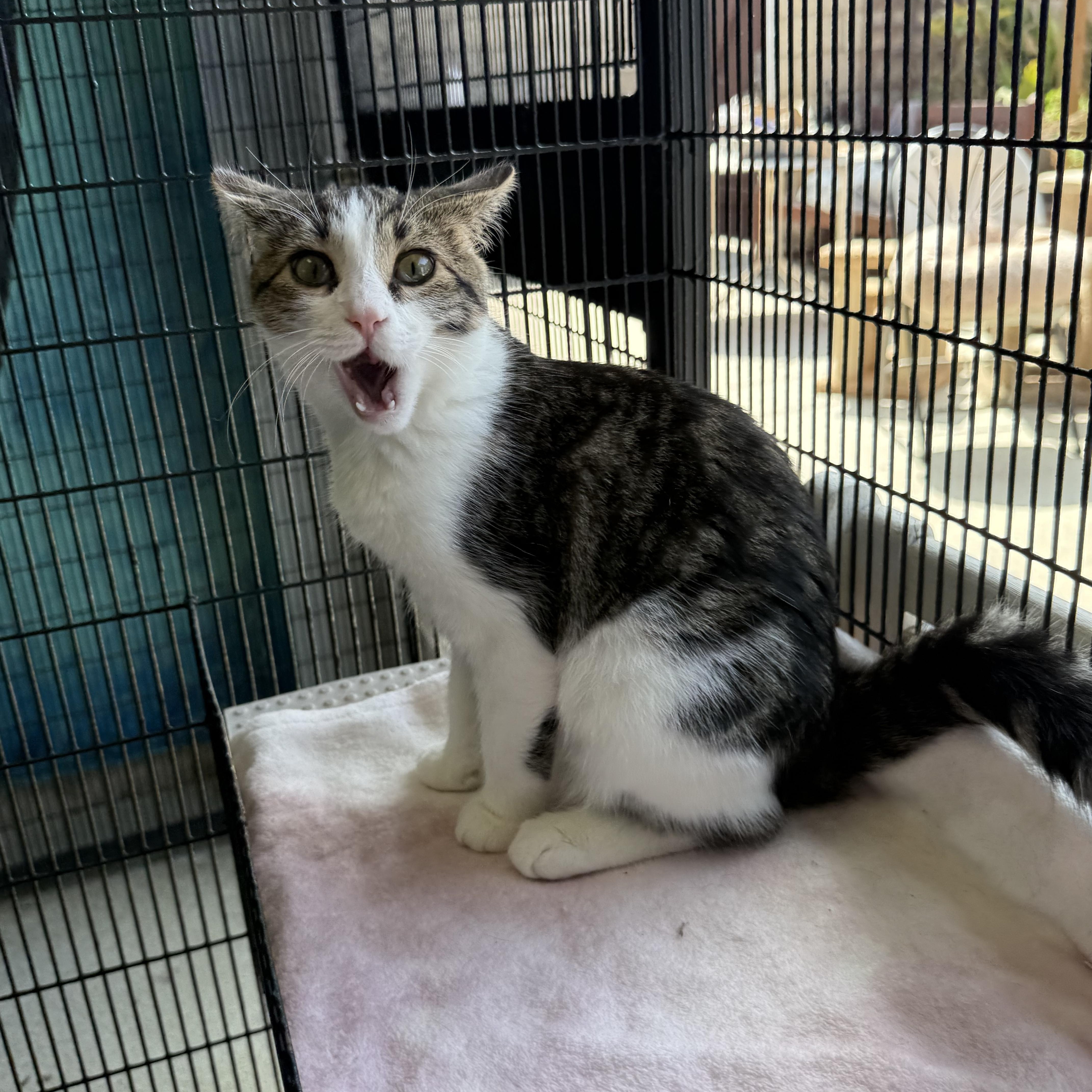 Catticus Finch, a ADOPTABLE Calico in Newport Beach, CA image 4/6