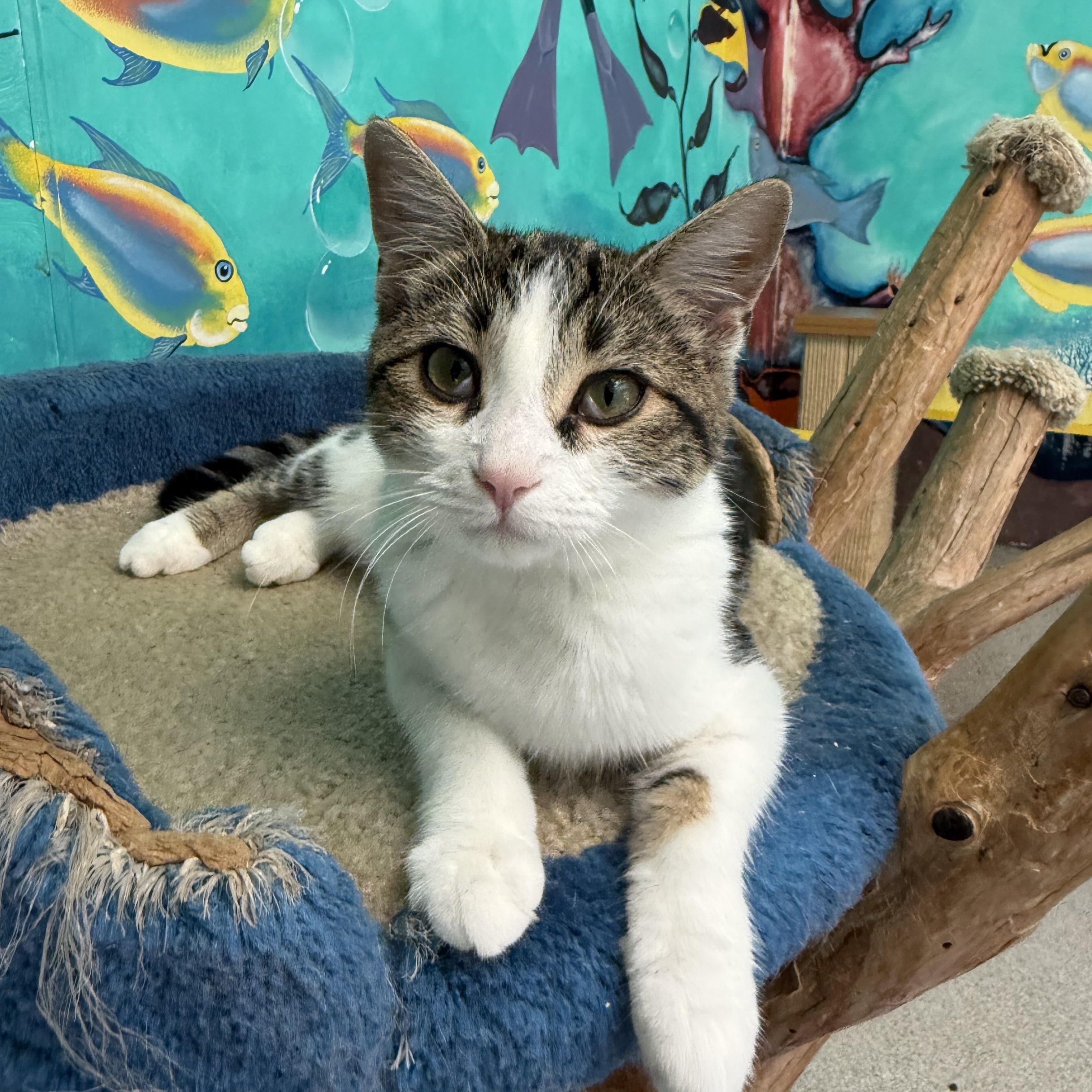 Catticus Finch, a ADOPTABLE Calico in Newport Beach, CA image 2/6