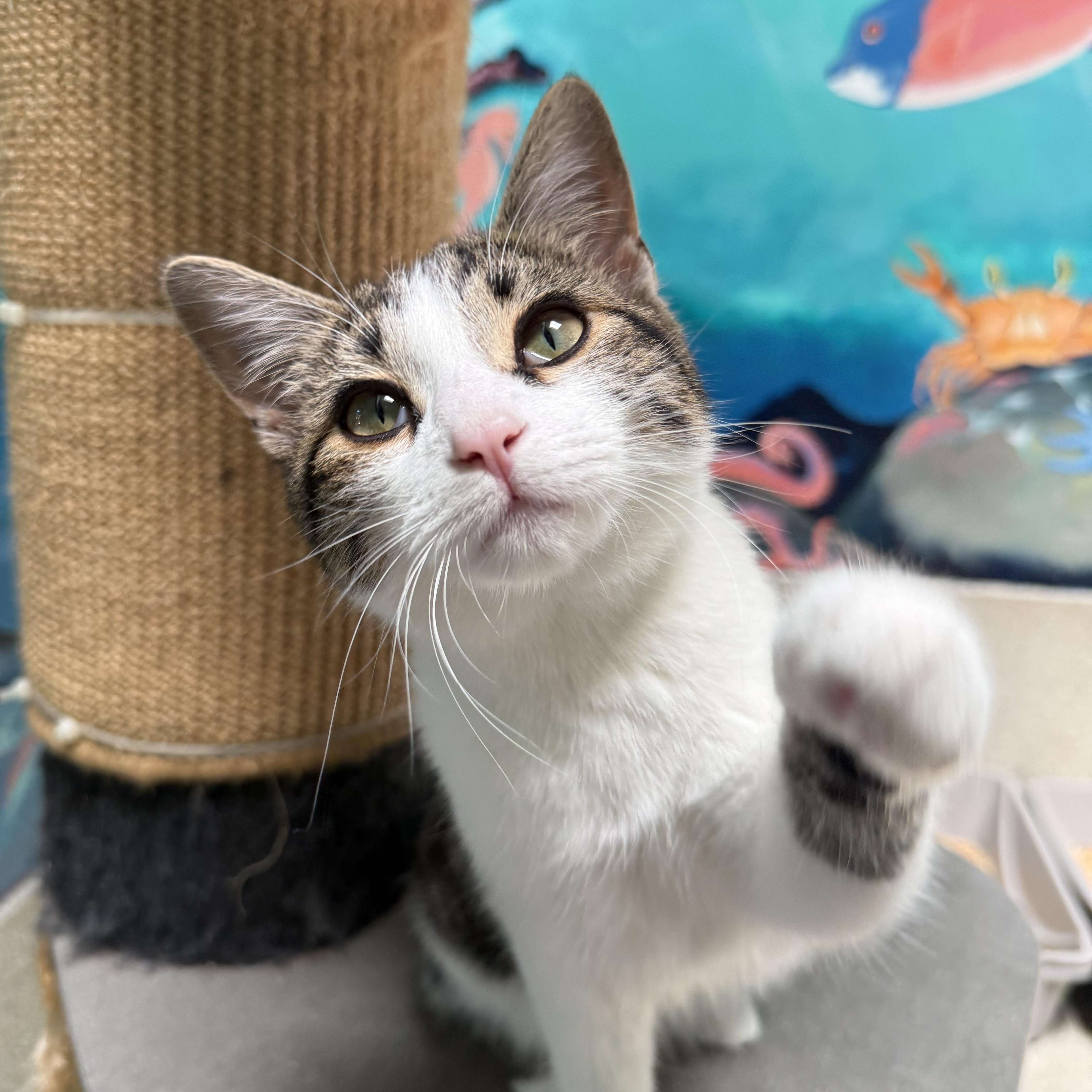 Catticus Finch, adopted, Young Female Calico.