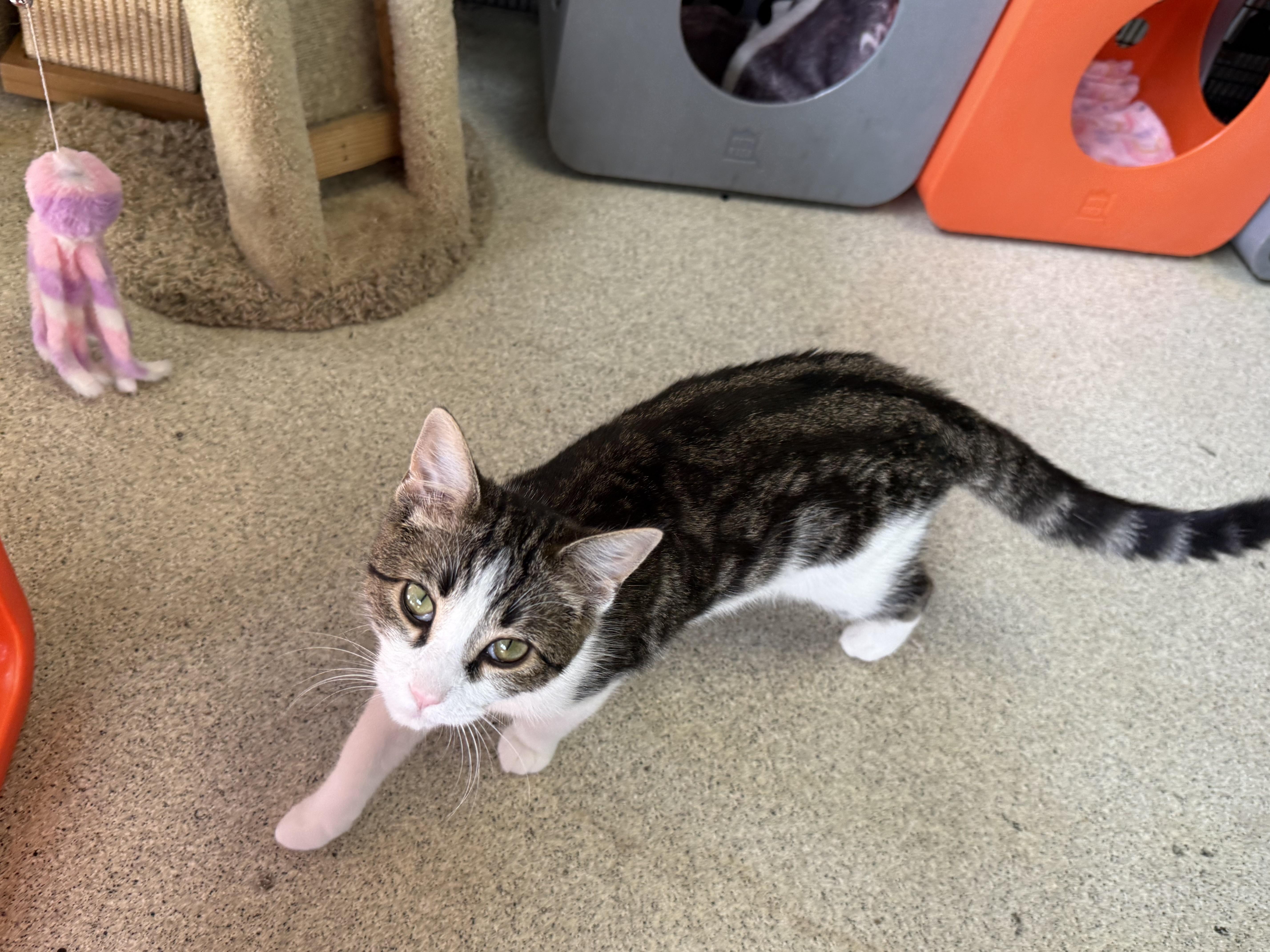 Catticus Finch, a ADOPTABLE Calico in Newport Beach, CA image 5/6