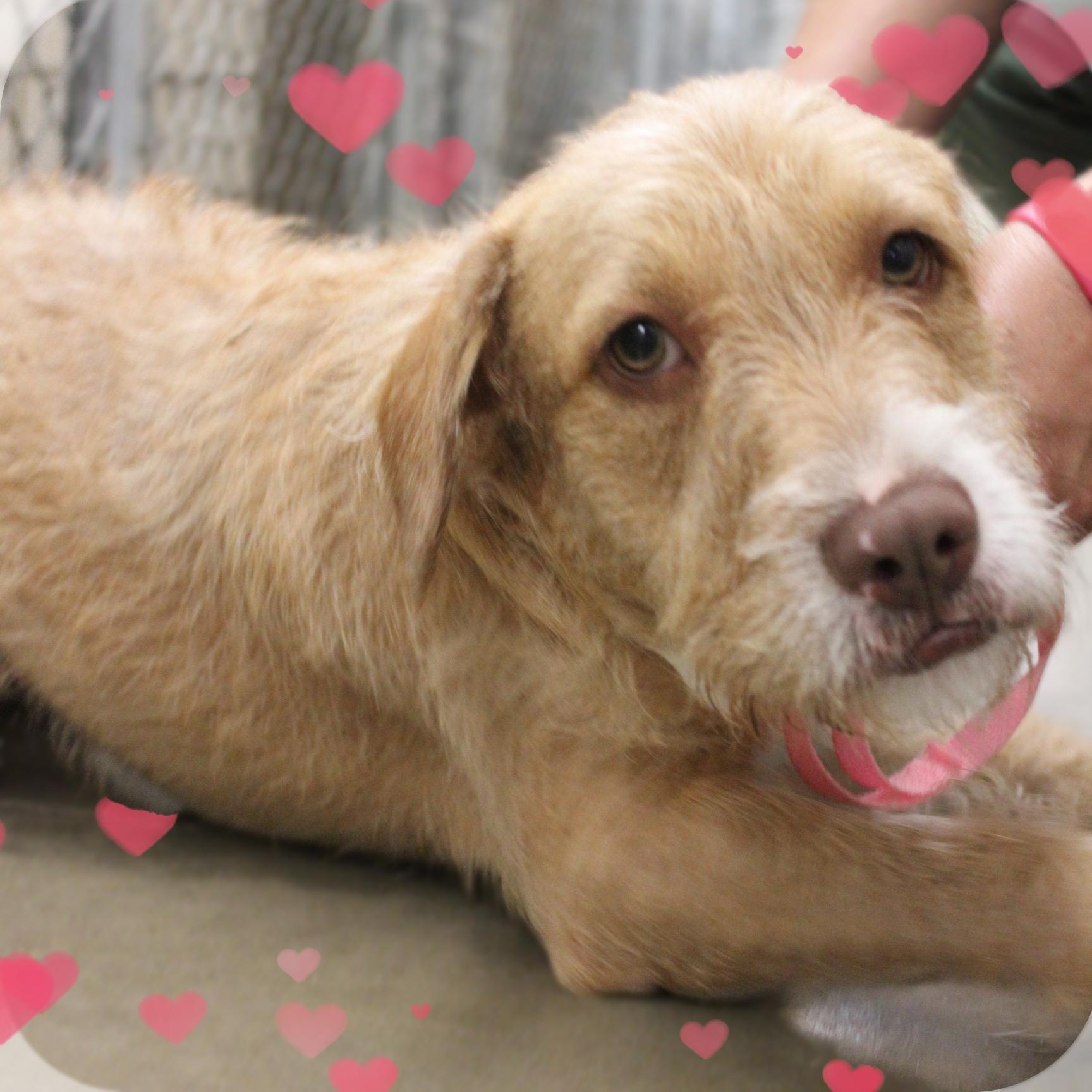 Montana, ADOPTABLE, Young Female Mixed Breed.