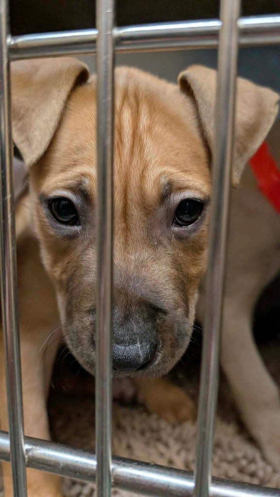 Seraphina, Adoptable, Puppy Female Mixed Breed.