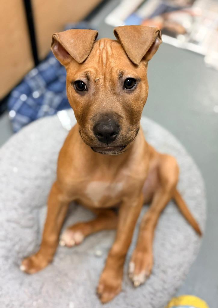 Enlarge Seraphina, a Adoptable mixed breed in Warren, MI image 1/6