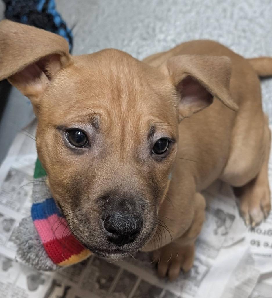 Enlarge Seraphina, a Adoptable mixed breed in Warren, MI image 2/6