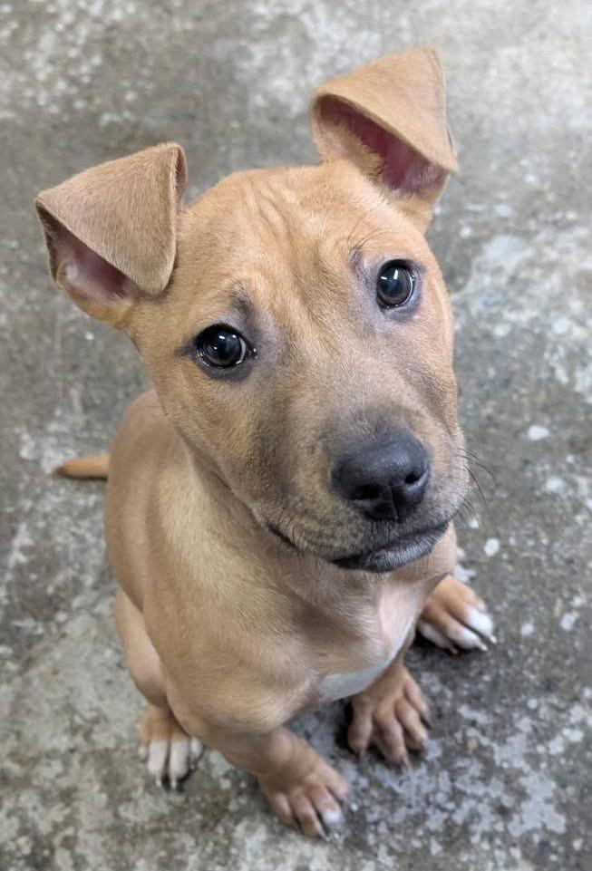 Enlarge Seraphina, a Adoptable mixed breed in Warren, MI image 3/6