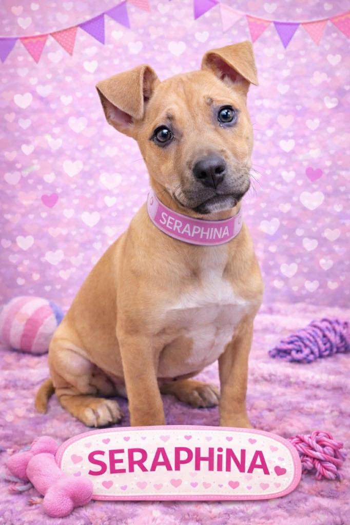 Enlarge Seraphina, a Adoptable mixed breed in Warren, MI image 4/6