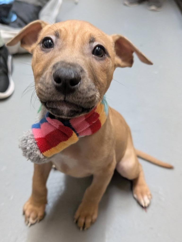 Enlarge Seraphina, a Adoptable mixed breed in Warren, MI image 5/6