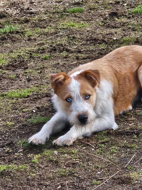 Enlarge Finn, an adoption pending Australian Cattle Dog / Blue Heeler in Kellogg, ID image 4/5