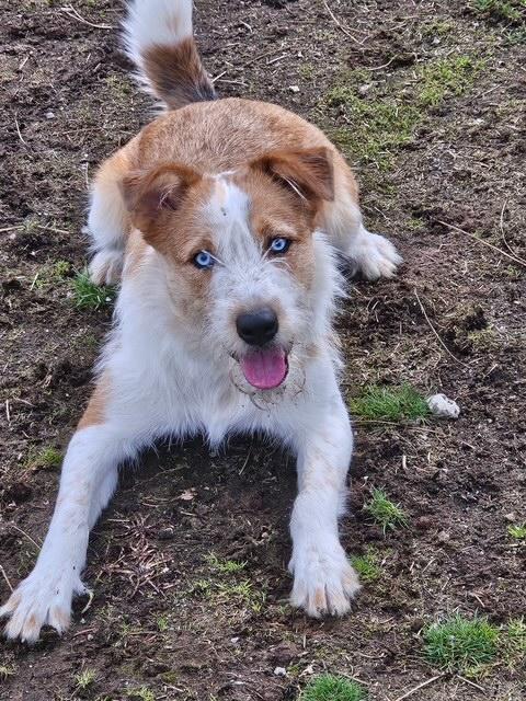 Enlarge Finn, an adoption pending Australian Cattle Dog / Blue Heeler in Kellogg, ID image 5/5
