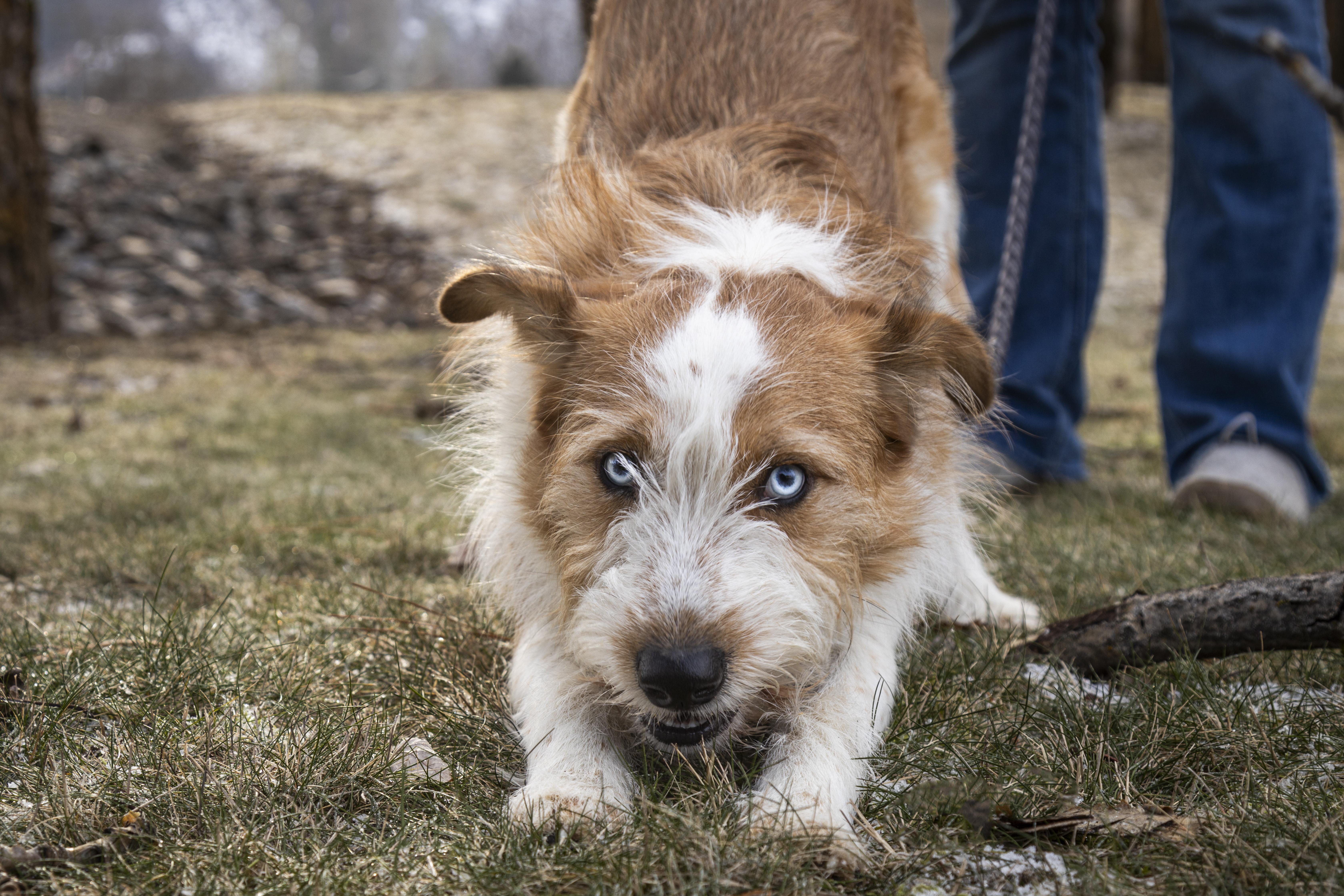 Enlarge Finn, an adoption pending Australian Cattle Dog / Blue Heeler in Kellogg, ID image 1/5