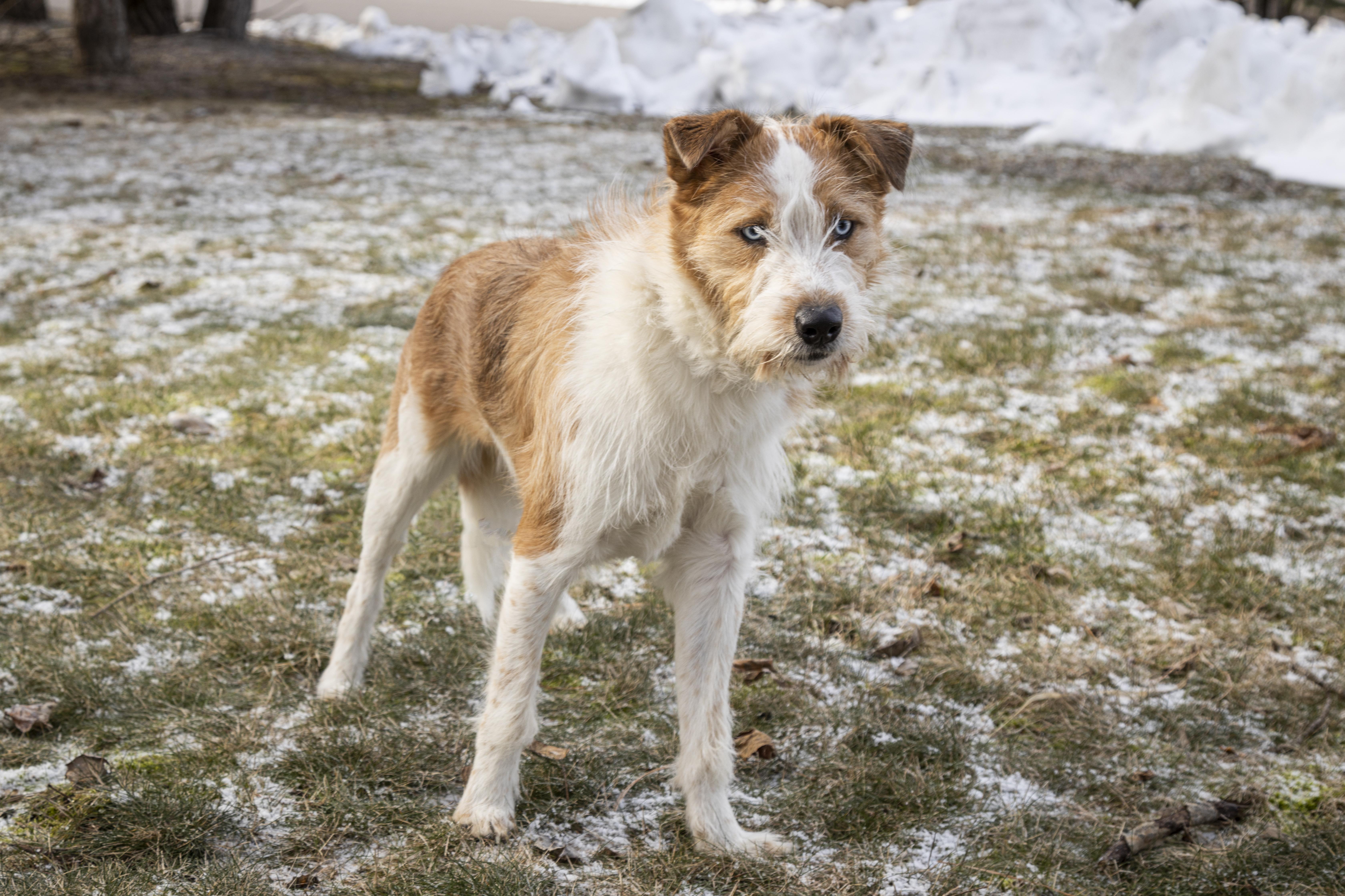 Enlarge Finn, an adoption pending Australian Cattle Dog / Blue Heeler in Kellogg, ID image 3/5