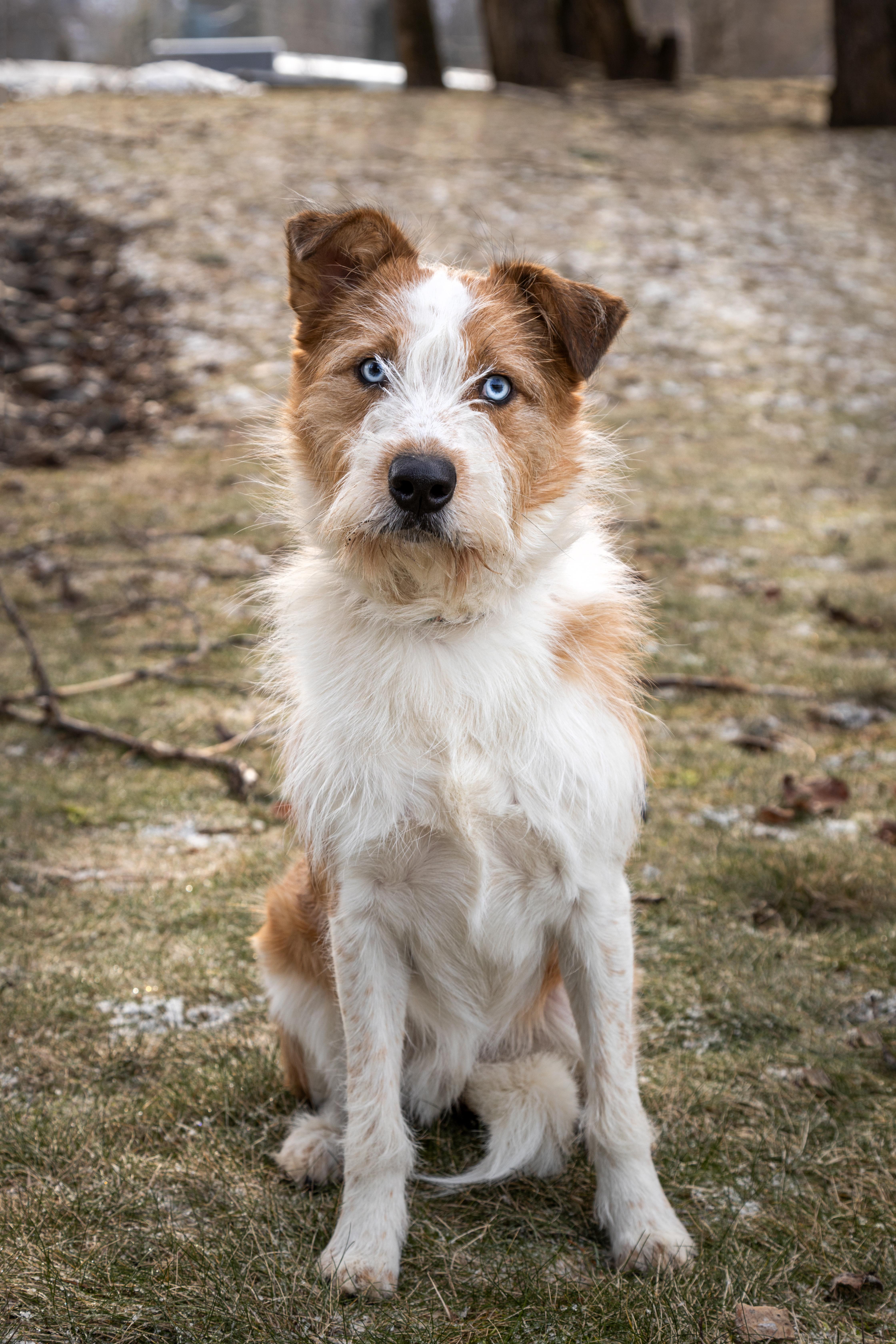 Enlarge Finn, an adoption pending Australian Cattle Dog / Blue Heeler in Kellogg, ID image 2/5