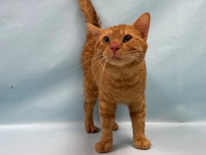 Enlarge Kevin, a Adoptable mixed breed in Coon Rapids, MN image 1/1