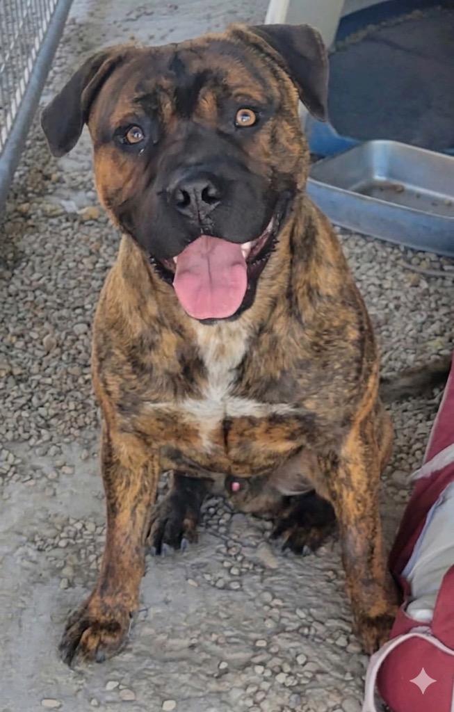 Enlarge Dudley, a Adoptable mixed breed in Heber City, UT image 1/1