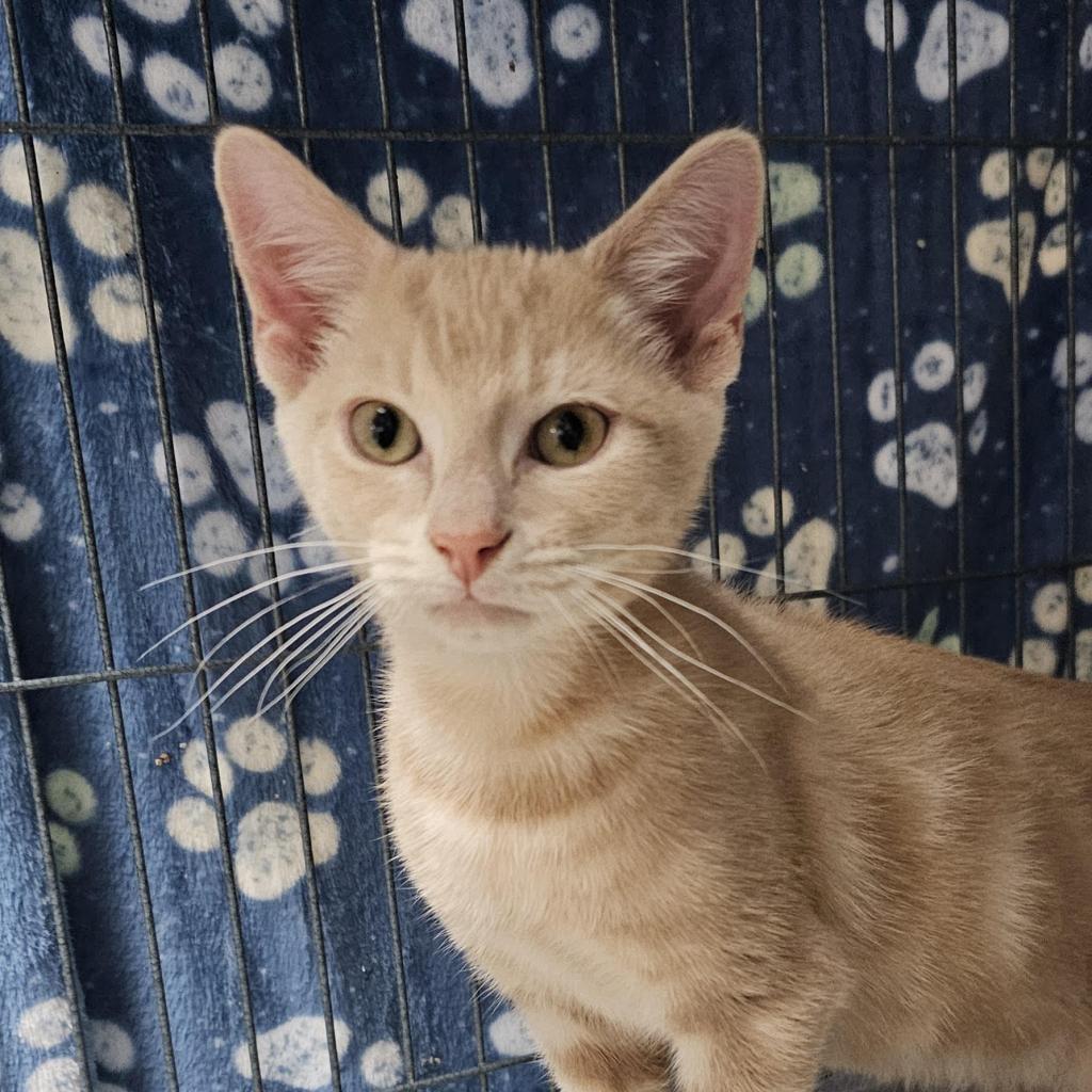 Enlarge Emerson (Lou), a Adoptable Domestic Short Hair in Camden, DE image 1/3