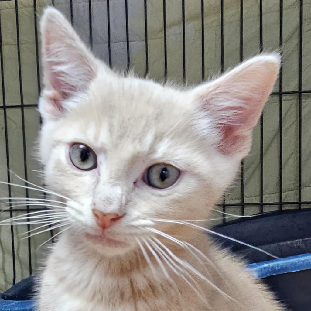 Enlarge Emerson (Lou), a Adoptable Domestic Short Hair in Camden, DE image 2/3