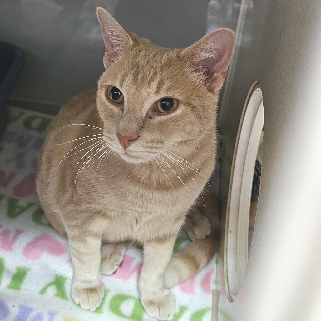 Enlarge Emerson (Lou), a Adoptable Domestic Short Hair in Camden, DE image 3/3