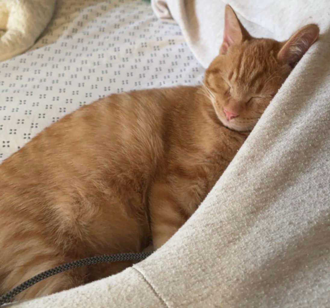 Blue and Boo, a Adoptable Domestic Short Hair in Fonthill, ON image 1/6