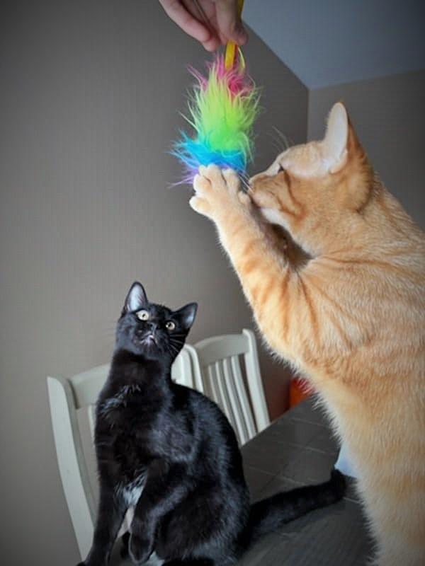 Blue and Boo, a Adoptable Domestic Short Hair in Fonthill, ON image 2/6