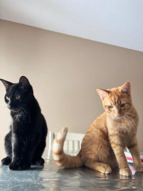 Blue and Boo, a Adoptable Domestic Short Hair in Fonthill, ON image 3/6