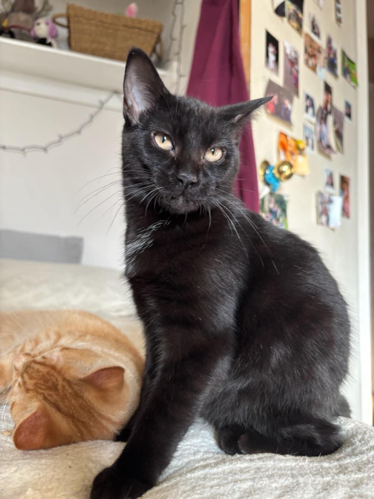 Blue and Boo, a Adoptable Domestic Short Hair in Fonthill, ON image 4/6