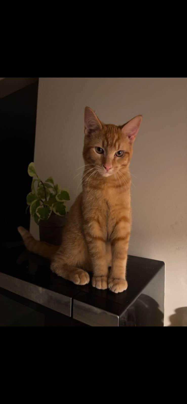 Blue and Boo, a Adoptable Domestic Short Hair in Fonthill, ON image 5/6