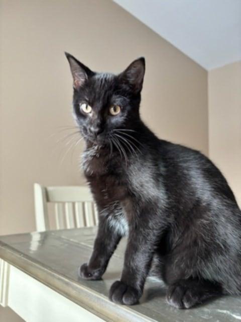 Blue and Boo, a Adoptable Domestic Short Hair in Fonthill, ON image 6/6