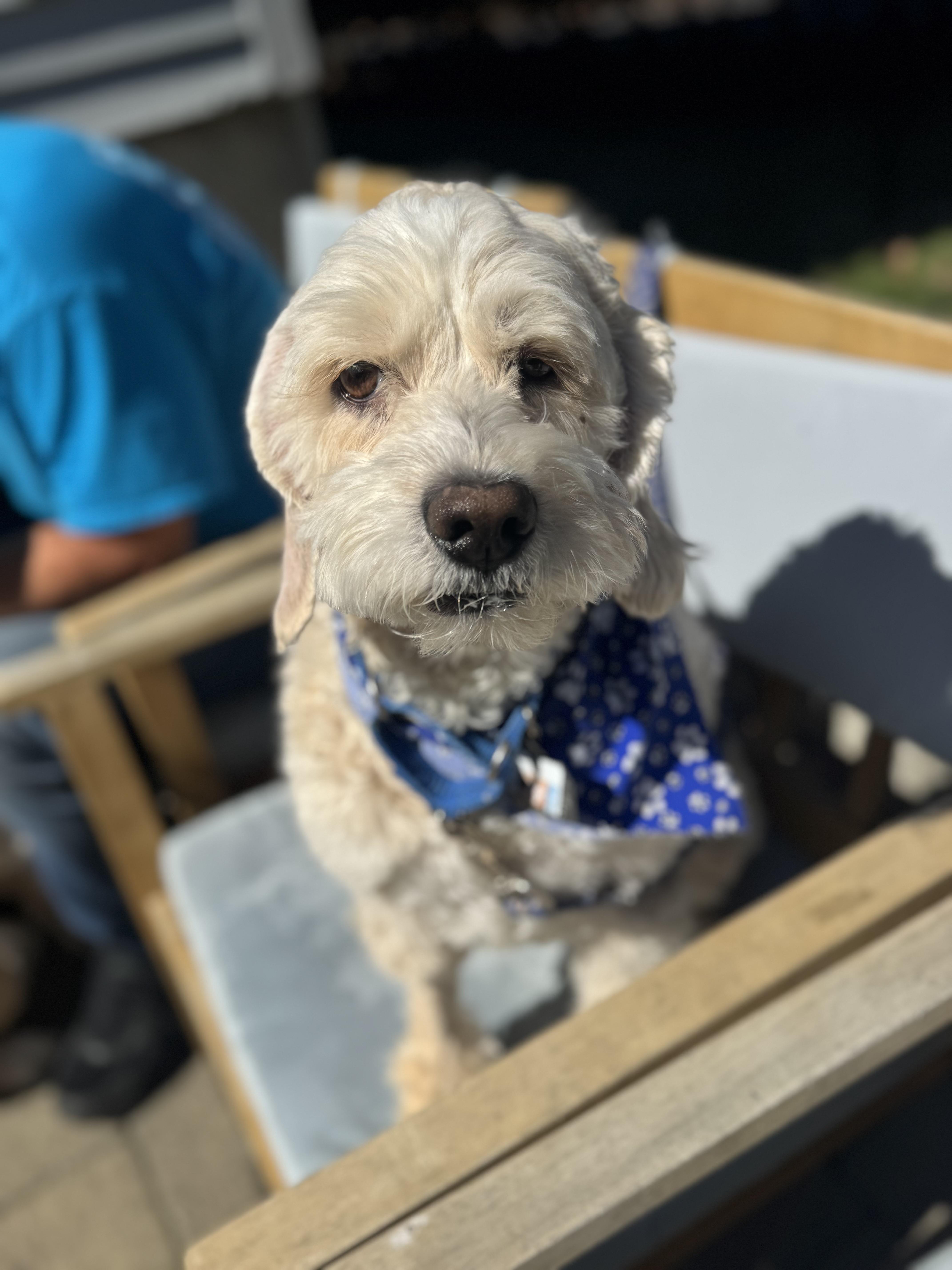 Max , ADOPTABLE, Adult Male Cockapoo.