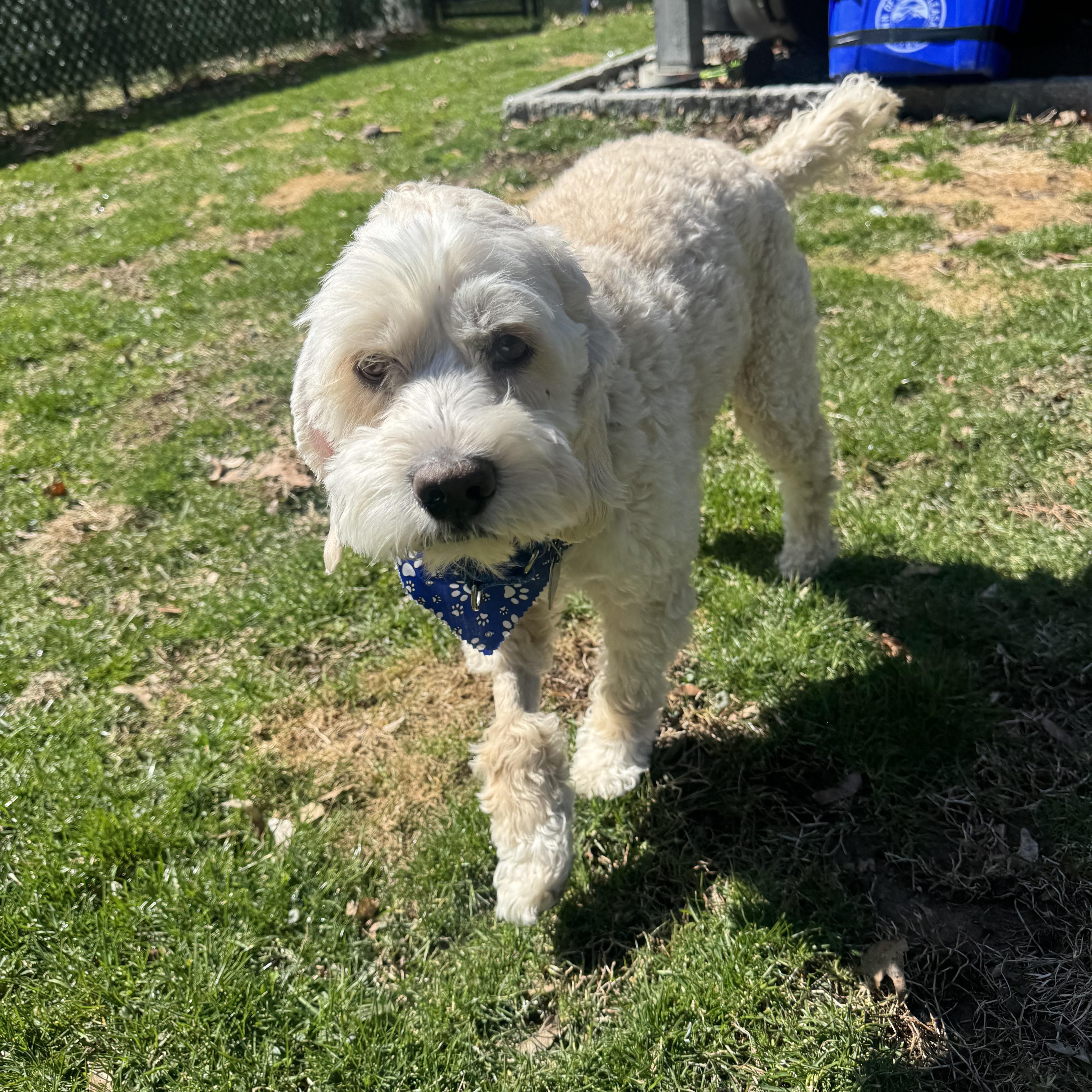 Enlarge Max , a ADOPTABLE Cockapoo in Thornwood, NY image 3/5