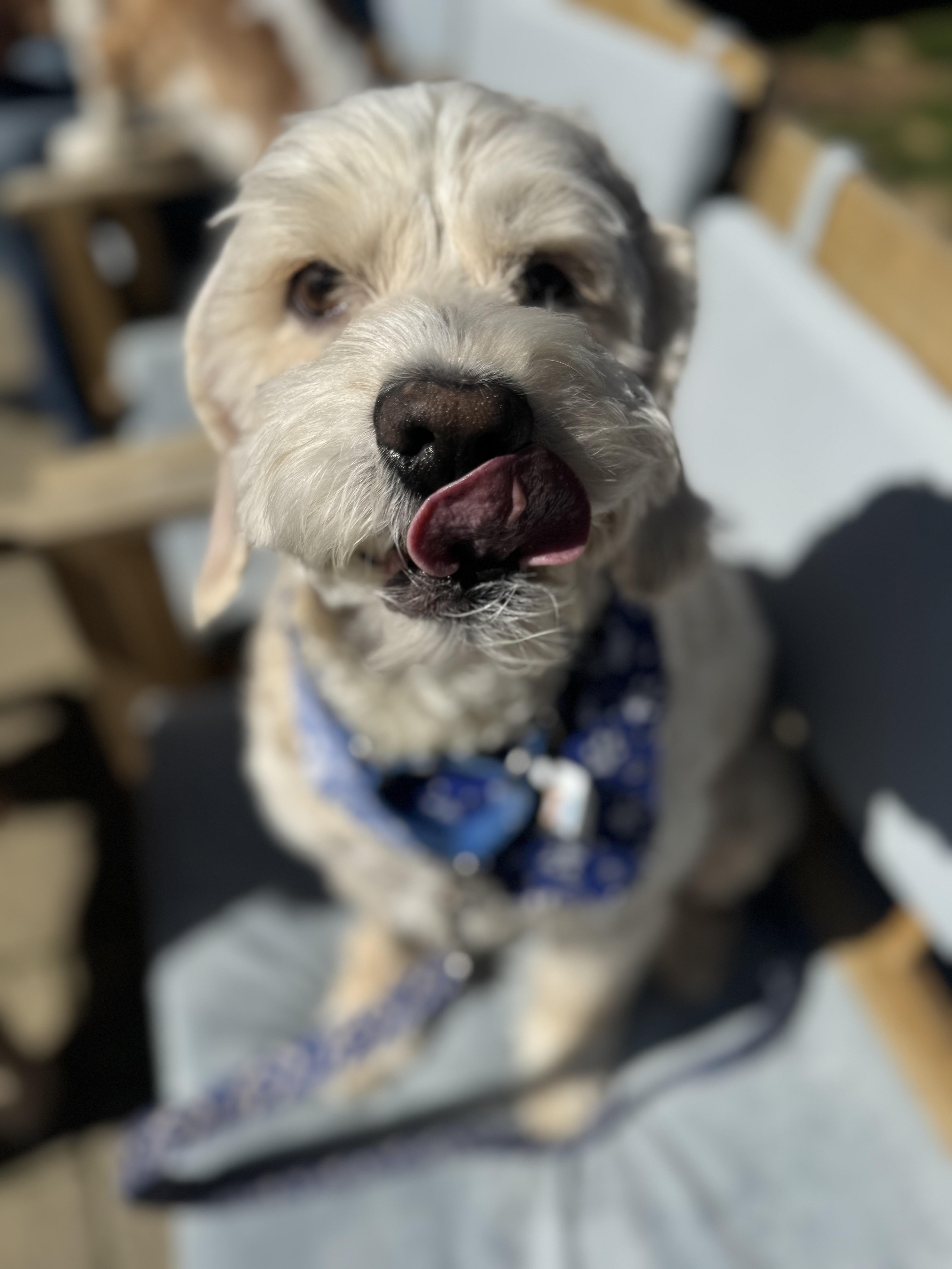 Enlarge Max , a ADOPTABLE Cockapoo in Thornwood, NY image 2/5