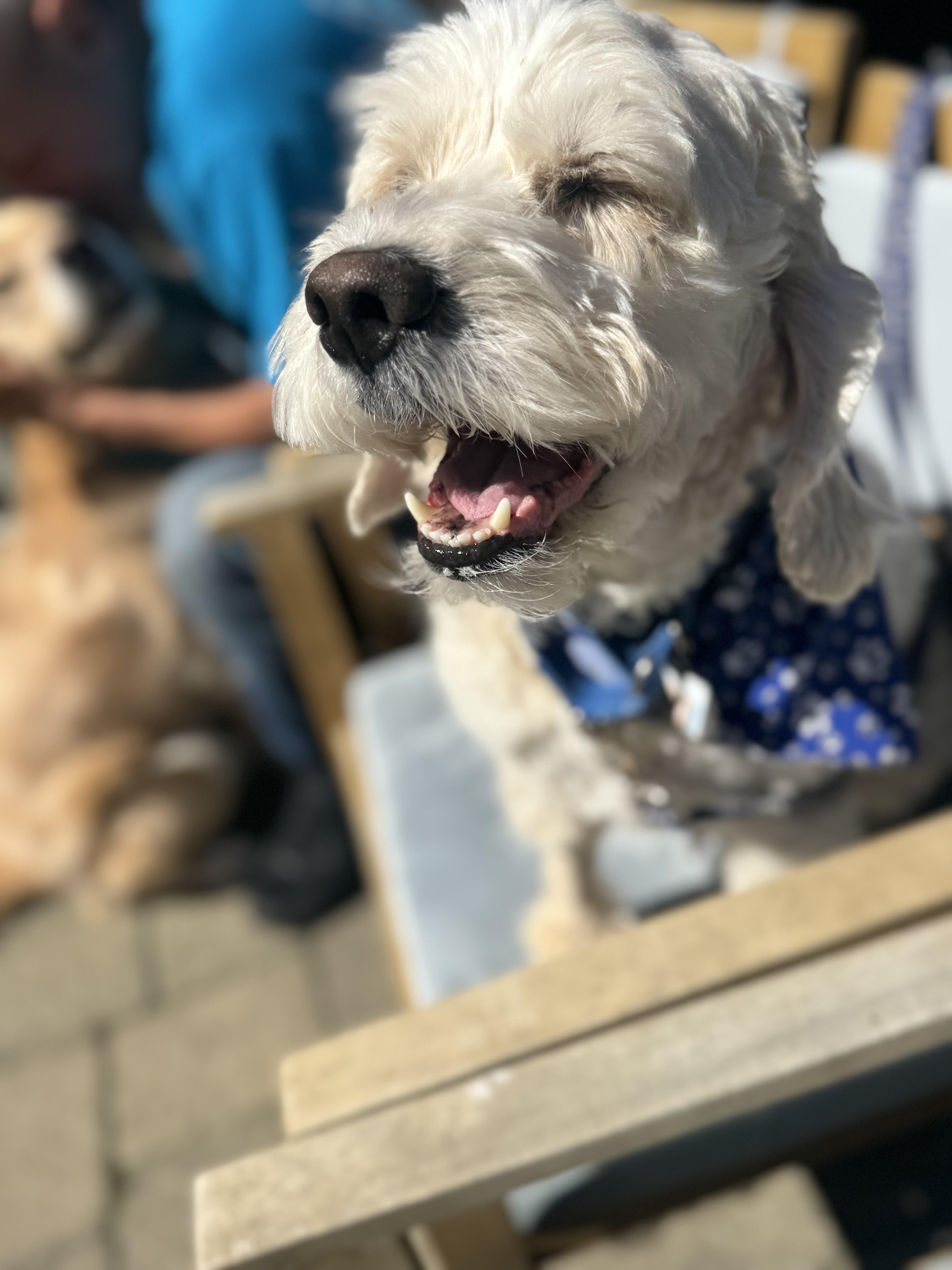 Enlarge Max , a ADOPTABLE Cockapoo in Thornwood, NY image 5/5