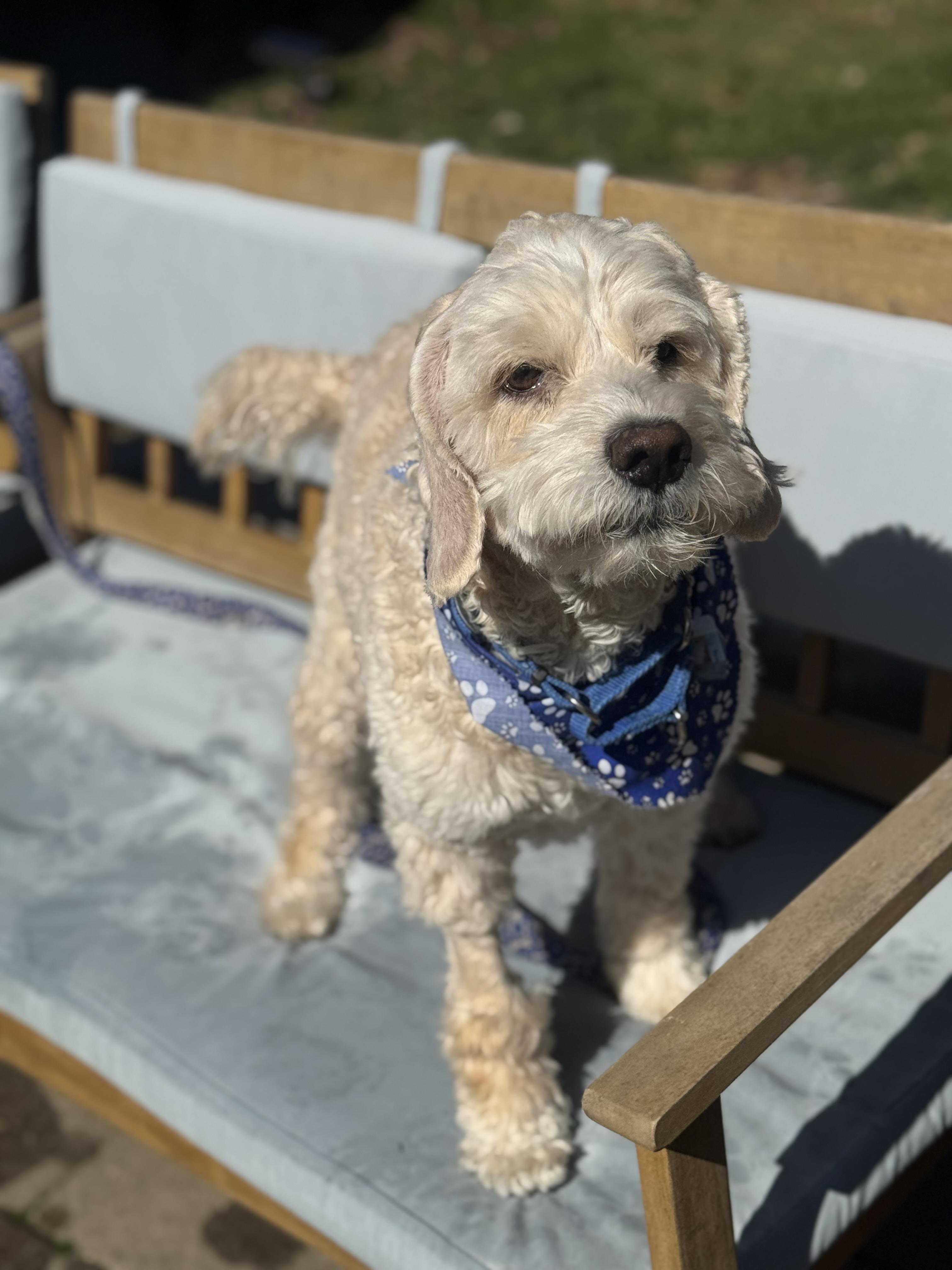 Enlarge Max , a ADOPTABLE Cockapoo in Thornwood, NY image 4/5