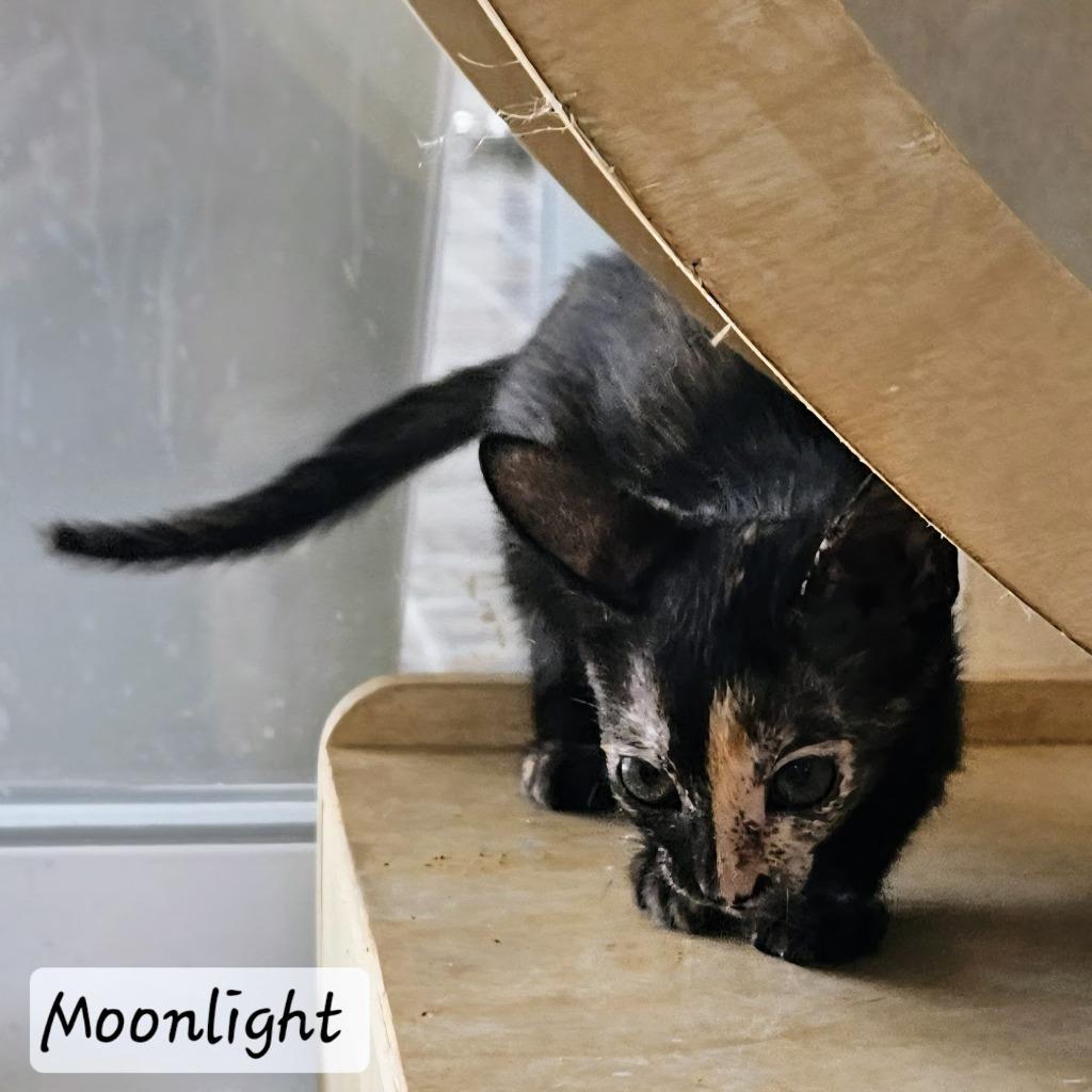 Enlarge Moonlight, a Adopted mixed breed in San Juan de Abajo, NAY image 1/4