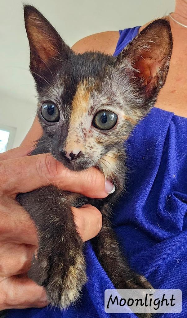 Enlarge Moonlight, a Adopted mixed breed in San Juan de Abajo, NAY image 2/4