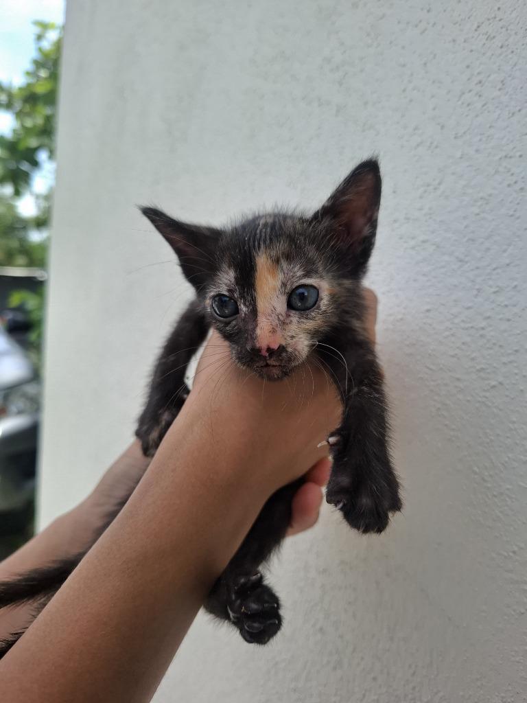 Enlarge Moonlight, a Adopted mixed breed in San Juan de Abajo, NAY image 3/4