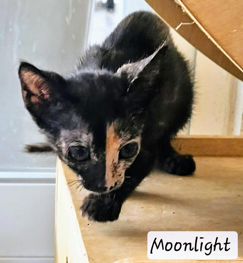 Enlarge Moonlight, a Adopted mixed breed in San Juan de Abajo, NAY image 4/4