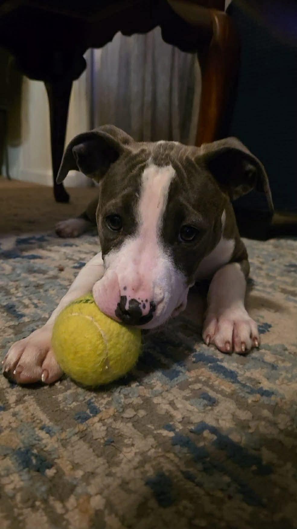 Enlarge Louise, a ADOPTABLE mixed breed in Jackson , NJ image 3/3