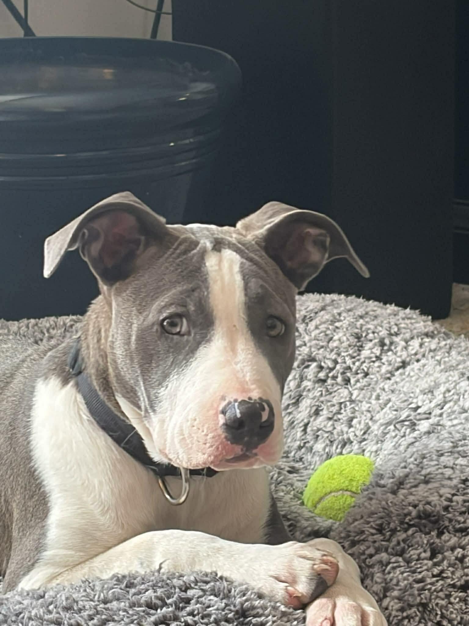 Louise, ADOPTABLE, Puppy Female Pit Bull Terrier.