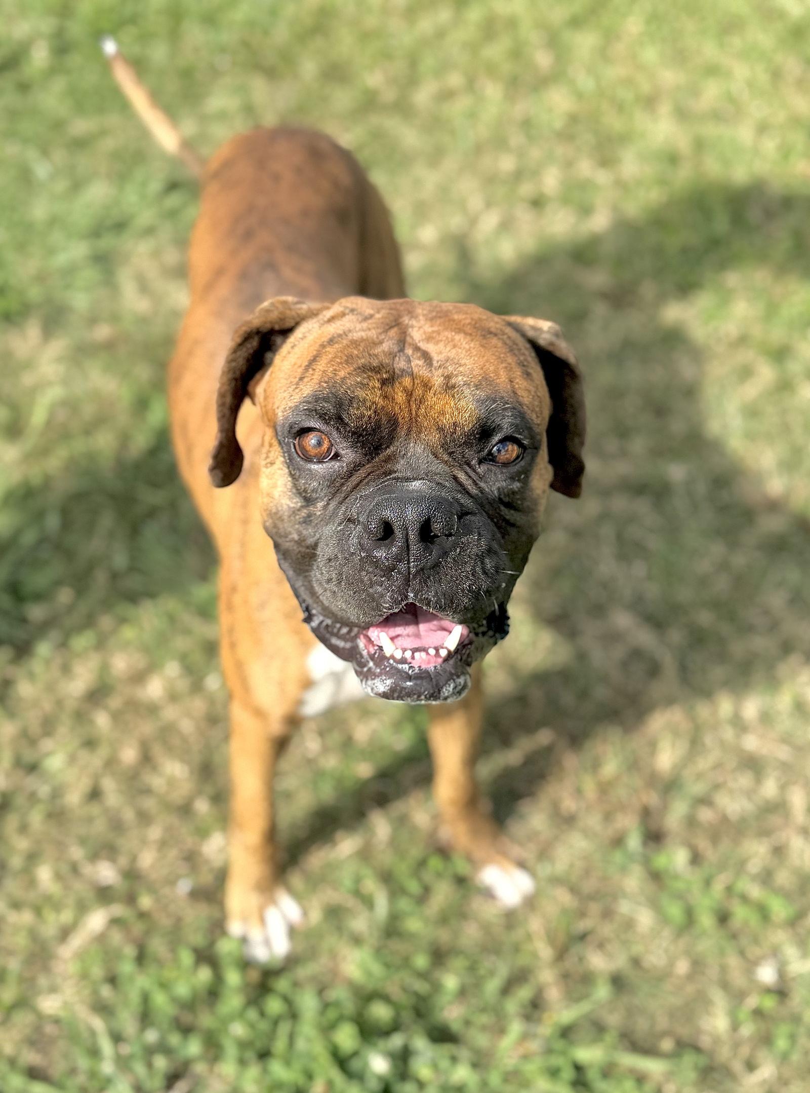 Scooby, Adoptable, Young Male Boxer.