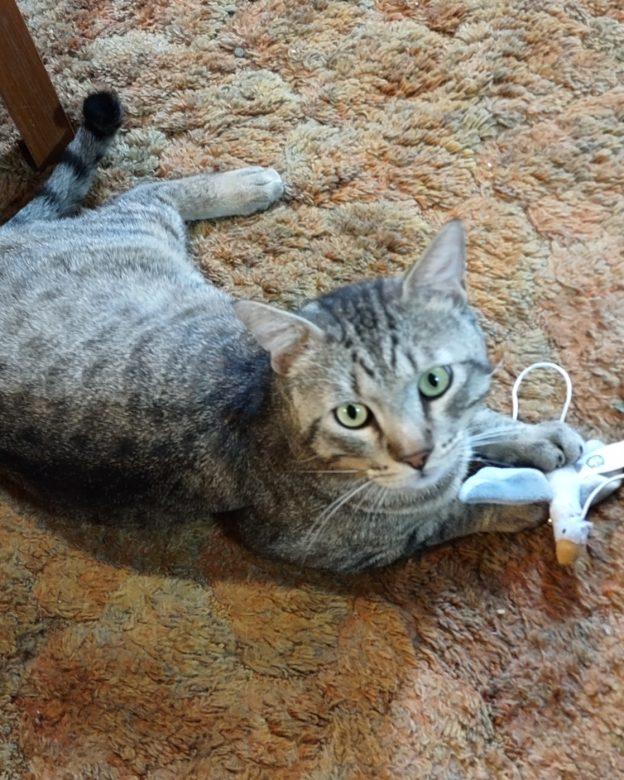 Enlarge Skyline, an adoptable Domestic Medium Hair in Kenai, AK image 2/2