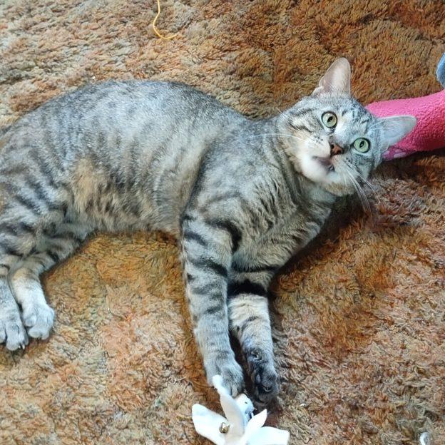 Skyline, adoptable, Young Male Domestic Medium Hair.