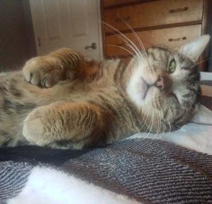 Enlarge Skyline, a ADOPTABLE Domestic Medium Hair in Kenai, AK image 1/2