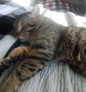 Enlarge Skyline, a ADOPTABLE Domestic Medium Hair in Kenai, AK image 2/2